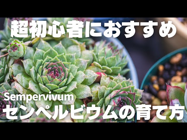 多肉植物】初心者の方にもおすすめの多肉！センペルビウムの育て方を