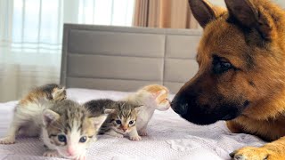 German Shepherd Reacts to Tiny Kittens