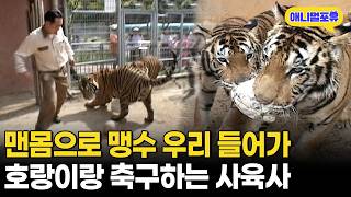 호랑이랑 물놀이하고 사자를 고양이처럼 키우는 맹수 전문 사육사ㄷㄷㅣKBS 주주클럽 051016 방송