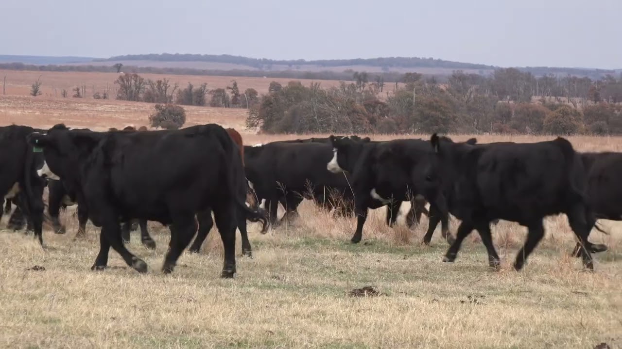 Ball Ranch Spring Bred Heifers