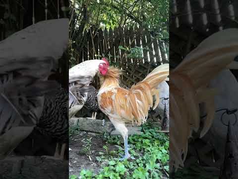 Chicken with a