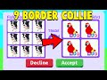 Trading 9 NEW BORDER COLLIE in Adopt Me!