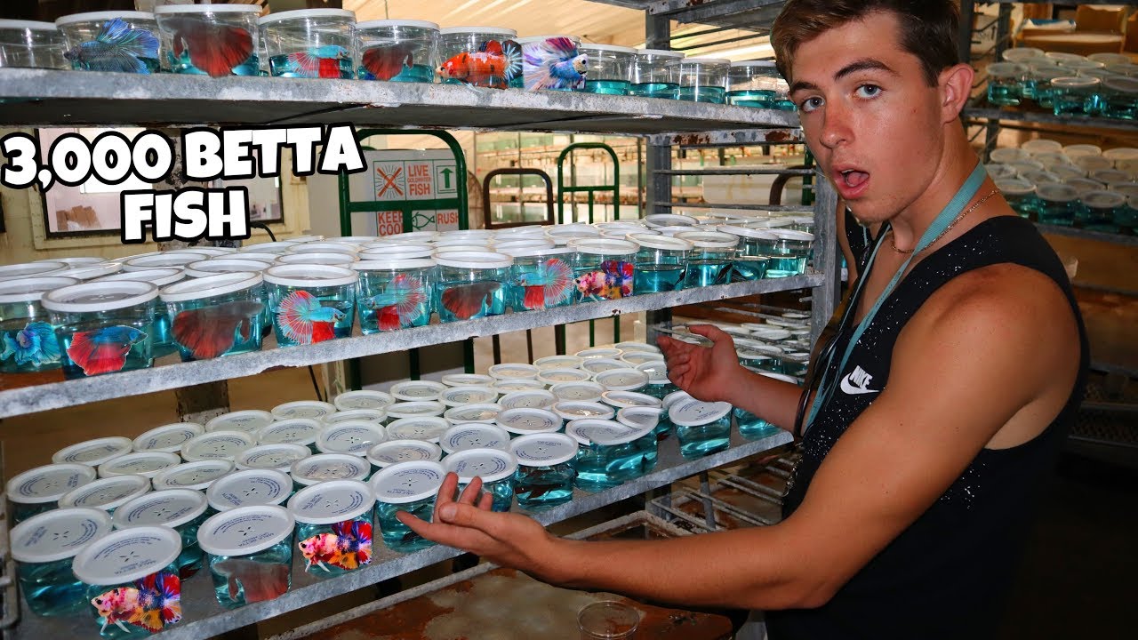 Rescue Tank Tour & 3,000 Betta Fish?! (INVASIVE/EXOTIC/NATIVE FISH ...