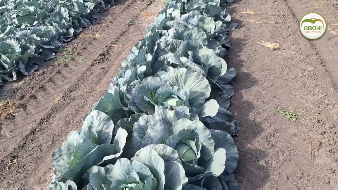 Як побороти трипс на капусті | Овочі.Смак успіху