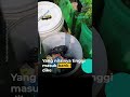 Yang Organik Dijadiin Bubur buat Pakan Maggot dan Ternak