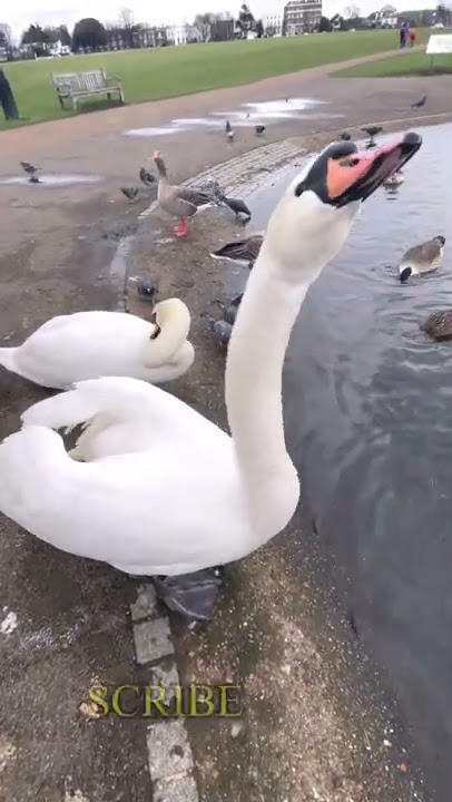 This is Why You Never Ever Mess With Swans Again - Swan Attacks || PETASTIC 🐾