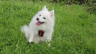 The Japanese Spitz gets hot during a walk and we rest for 1 minute