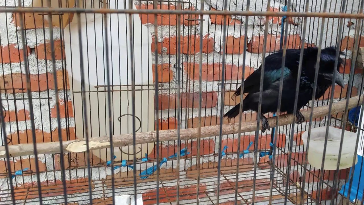 Burung Awar Awar Youtube