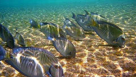 Species Counterpoint in 2-Parts: Introduction