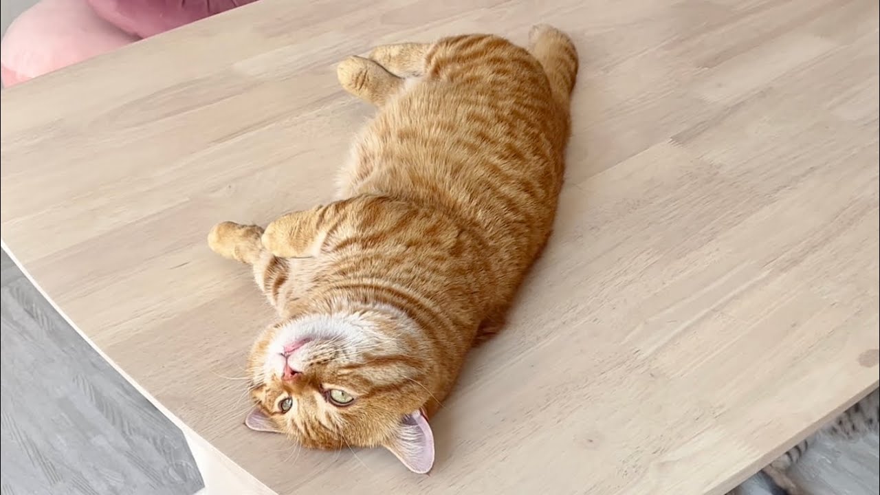 意識がマルチバースに飛んでいった猫。 - YouTube