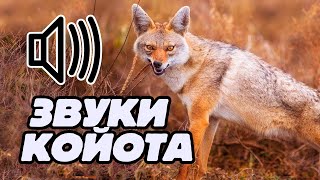 Звук койота: как воет койот?