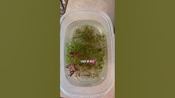 Thumbnail of Bad Fish and Plants: Shrimp Army Day 6 #neocaridinashrimp #fishtok #fishtank #aquascape
