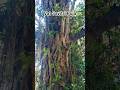 Where women tie raw thread around the tree for their husband's long life and happiness. #viral