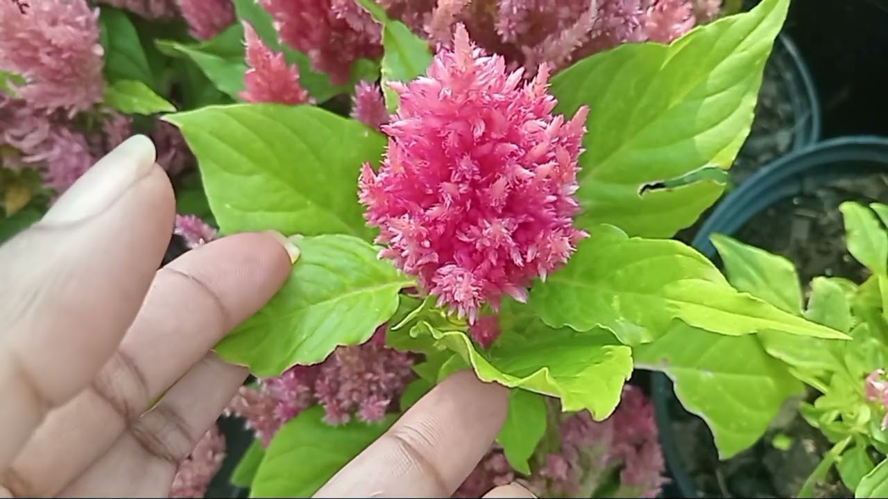 Come  with me to the nursery to buy seeds and flowers