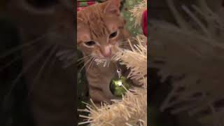 Cats VS Christmas Trees!