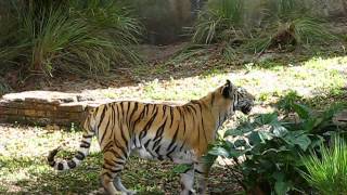 Roaring Tiger 2