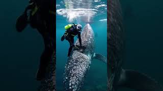 Diving with Giants: The Art of Whale Care