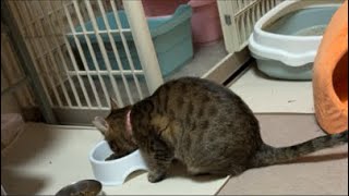 部屋が荒らされてる?生放送