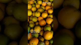 Plague killing Florida citrus infects nation and threatens food supply