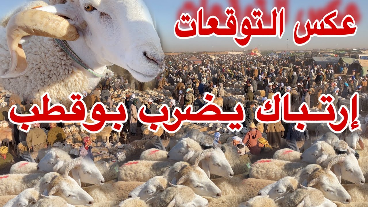 🔻سوق بوقطب والمشرية في حالة توتر الرؤس بالألاف و البيع ثقيل بزاف فهل ستنخفض الأسعار هذه الأيام/