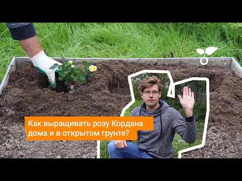 Видео: Выращивание миниатюрного сада дома