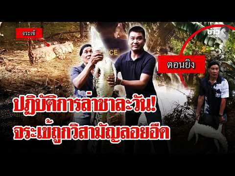 Operation Crocodile Hunt! Channel 8 Finds Carcass Killed in the Pond | Lui Chon Khao | Oct 16, 2026