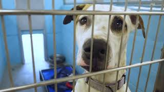 Metro Council passes ban on pet sales in Louisville
