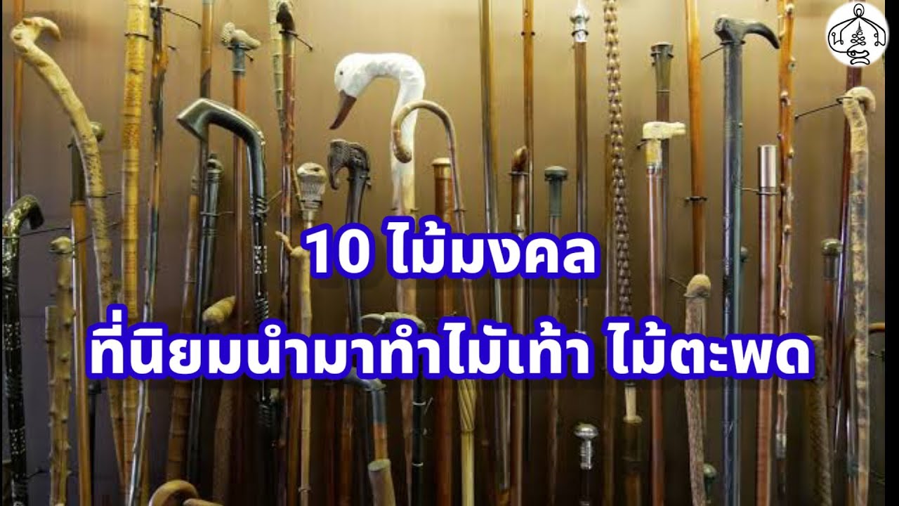 รวมไม้มงคลหายากที่คนโบราณนิยมนำมาทำไม้ตะพด ,ไม้เท้า
