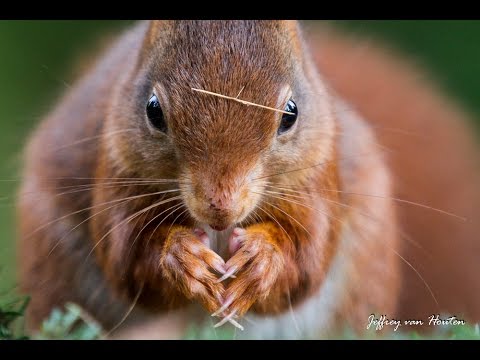 Red squirrels (eekhoorns) [Full HD]