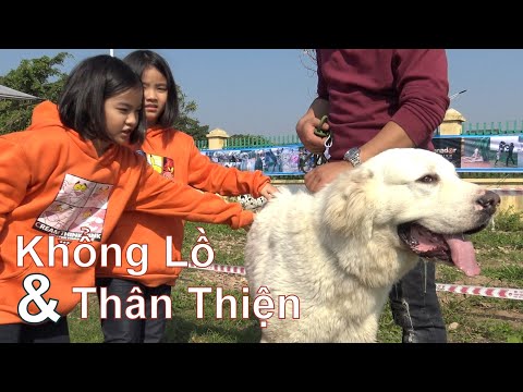 Video Những Chú Chó - Khổng Lồ & Thân Thiện/ Great Dane -... - youtube