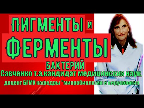 Пигменты и Ферменты  бактерий