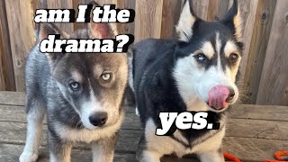 You Thought ONE Dramatic Husky Was Bad?! HERE’S TWO!