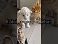 Anak singa🦁dan si kucing🐈penyayang #youtubeshorts #funny