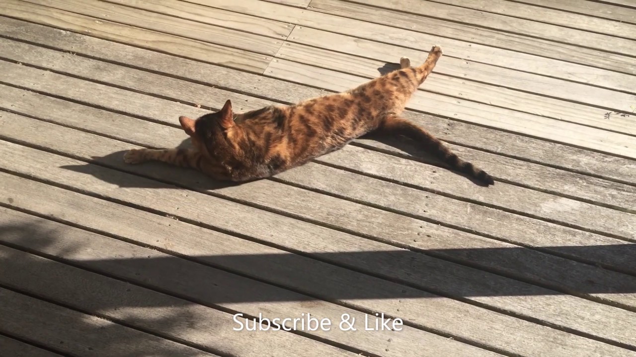 Bengal cat enjoying the sun