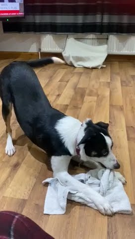 Anti-Rangers Doggie - YouTube