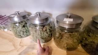 Slim600h 2+ Pound Harvest - Jar curing - Optic6 Harvest starting - Slim480h is up