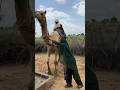 "Hard Desert Life | Brave Girl Handling Water from Camel 💦🔥"