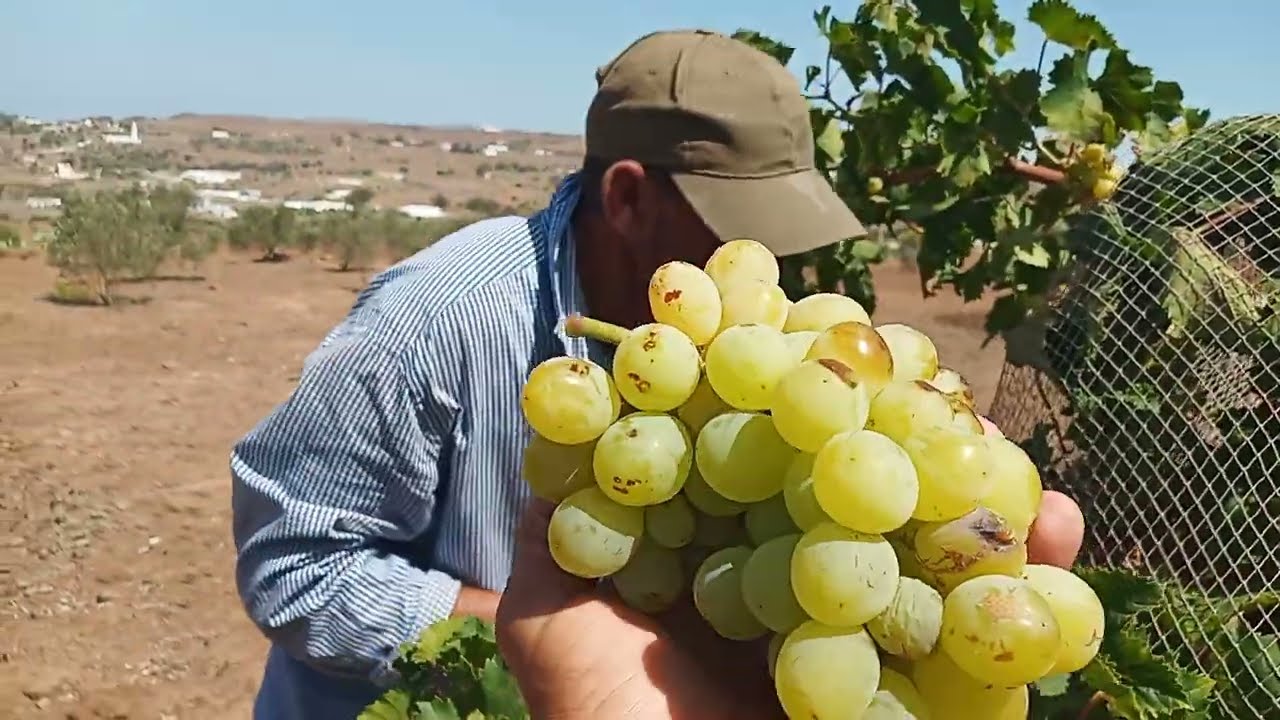 العنب الألماني ب آيت سيذار نوذرار. 