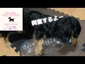 【ミニチュアダックスフンド】むむ。くわえて走り回って、夢夢、バタバタ遊んでいます😅#ミニチュアダックス #kawaii #犬