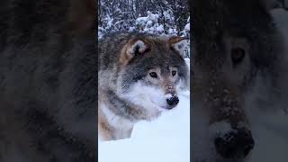 Download Lagu Ulv på Langedrag Naturpark MP3