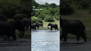 Elephant Herd In Botswana