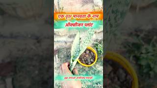 एक पौधा = अनगिनत सांसें 🙏 | मानवाधिकार दिवस special #PlantMoreTrees