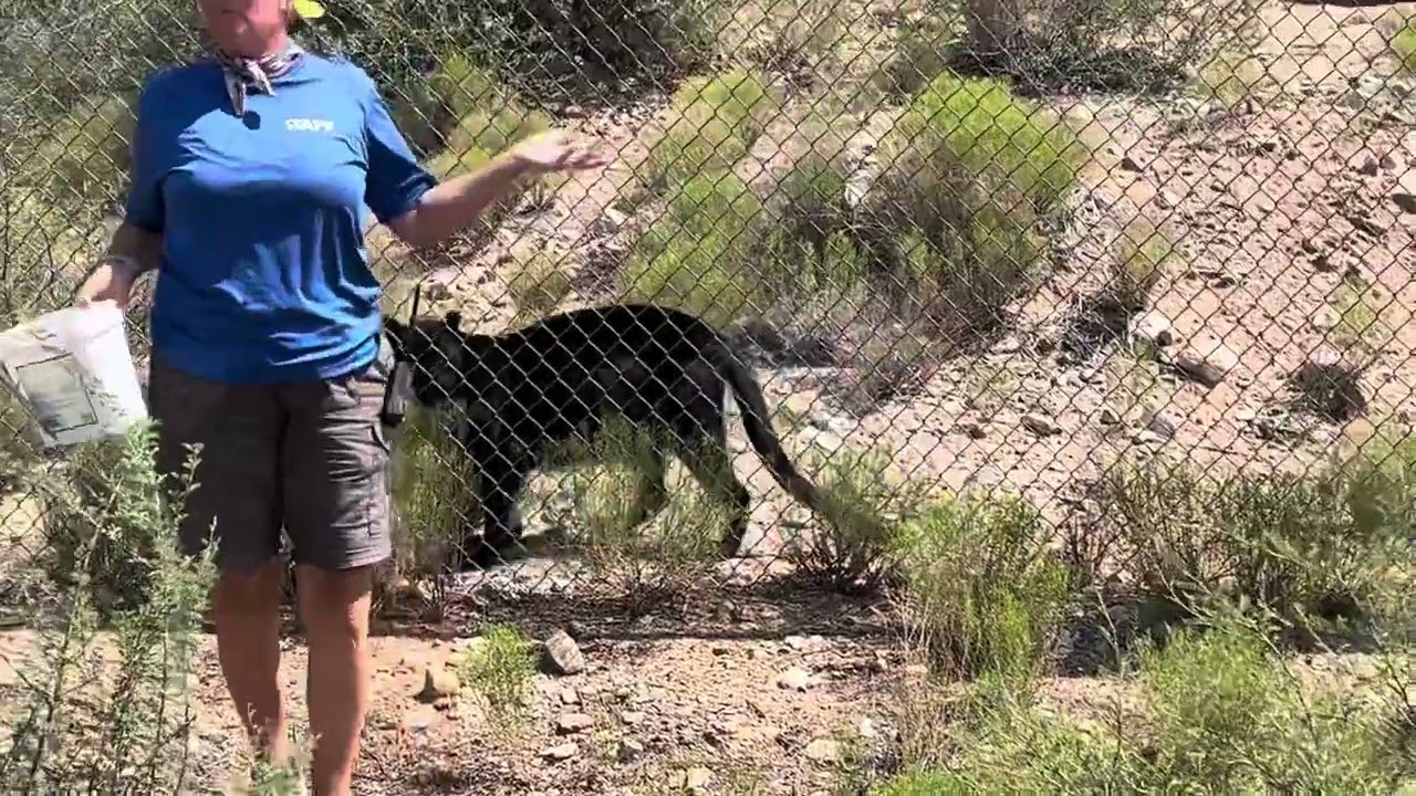 Jaw-Dropping Leopard Encounter: Must-See Moment!