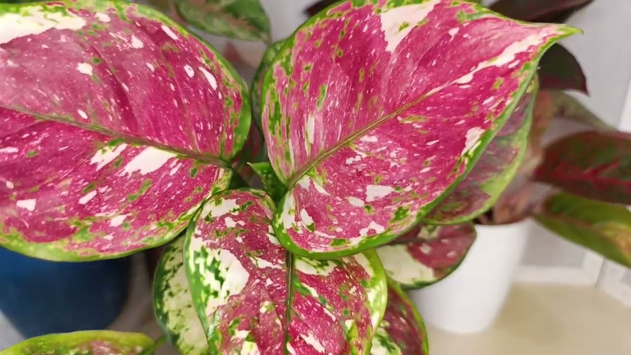 Аглаонема, обрезка, пересадка.