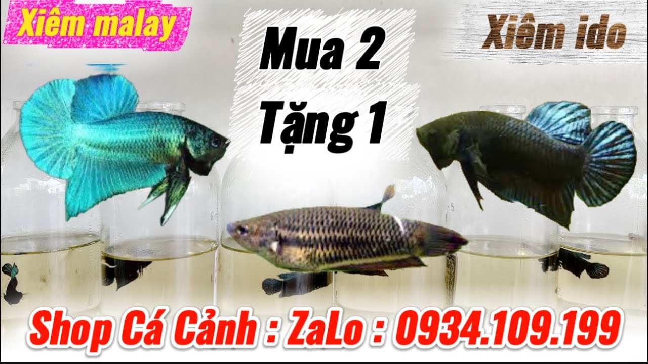 Xiêm ido & xiêm malay mua 2 Tặng một miễn phí shop