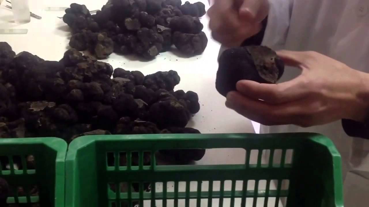 Truffle Inoculum How to analyze black truffles to be used for inoculum - YouTube