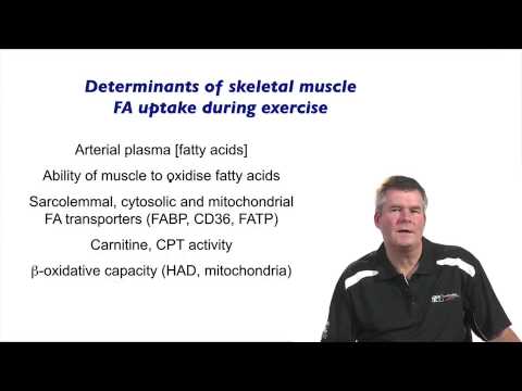 2 3 Fuels 3 Fat Metabolism During Exercise 1857)