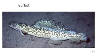 Identification of the inland Gadiformes of NY: Burbot & Tomcod (Lab7 Gadidae/Lotidae)
