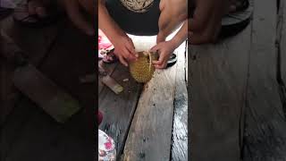 oh no pada busuk 😱 #shortsvideo #durian #busuk