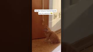 #cat #веселыекоты #кот #прикольныекоты #cats #katze #kitten #meow #котики #cute #pet #shortvideo